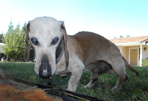 5 Oldest Dachshunds Ever in the World 