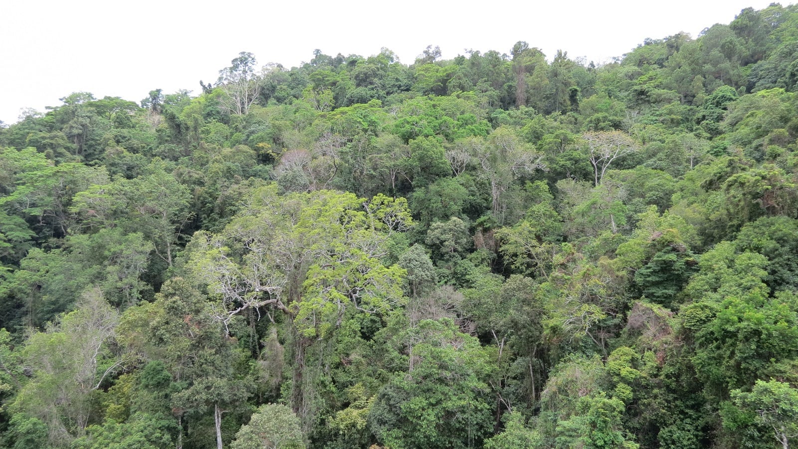 Daintree Rainforest