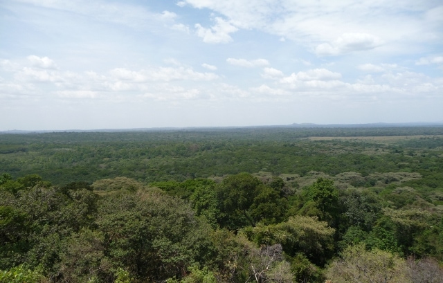 Kakamega Forest