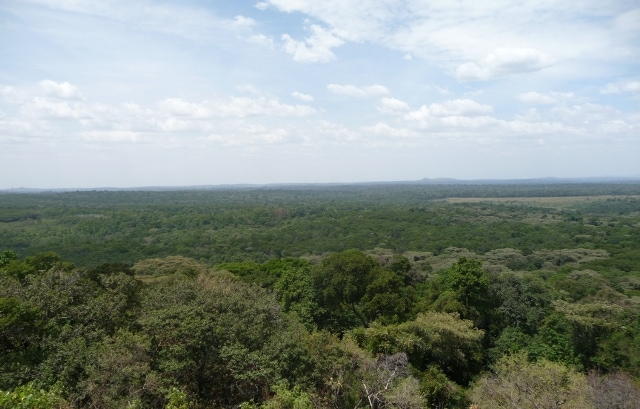 Kakamega Forest