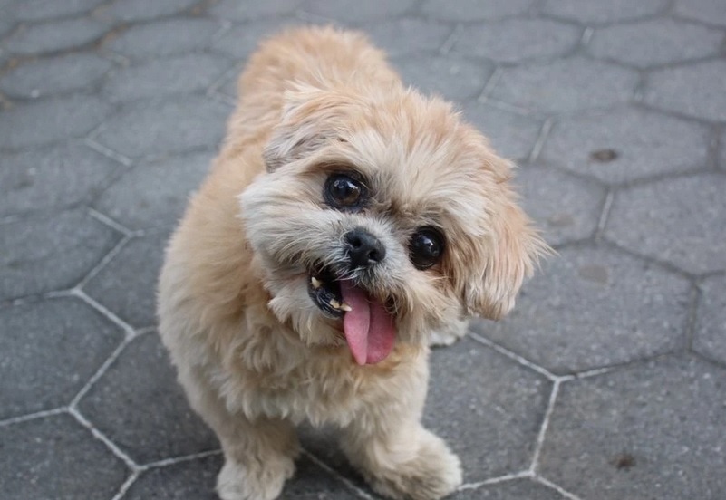 15 year sales old shih tzu