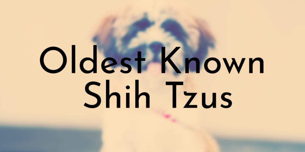 Oldest Known Shih Tzus