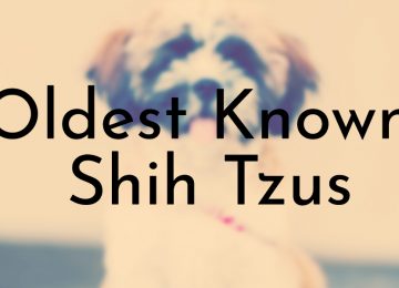 Oldest Known Shih Tzus