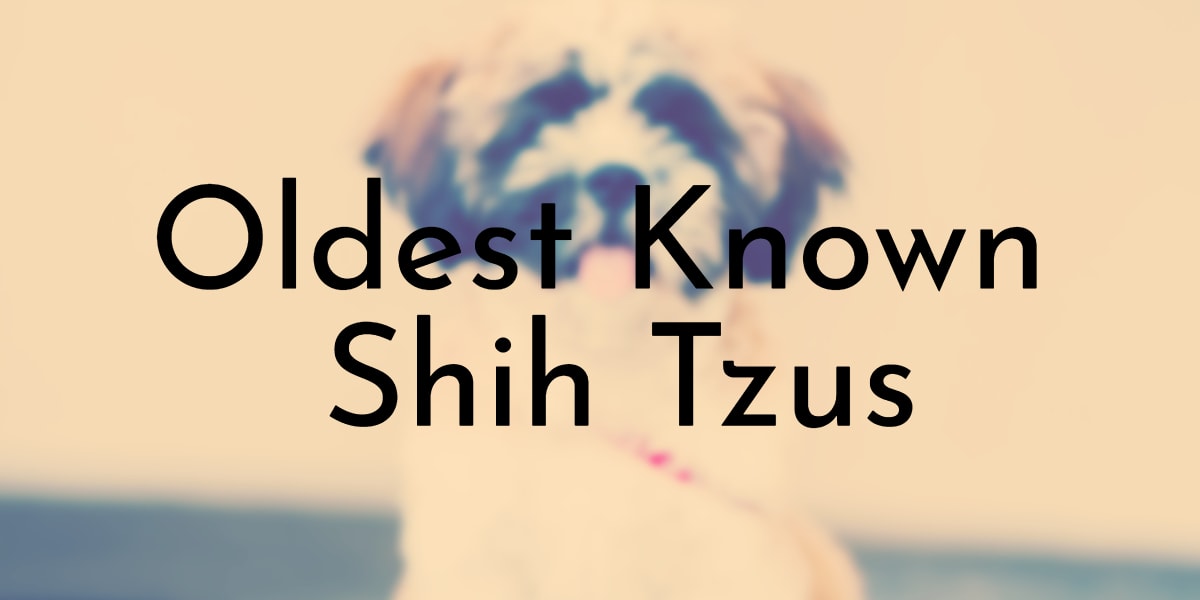 Oldest Known Shih Tzus