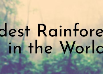 Oldest Rainforests in the World