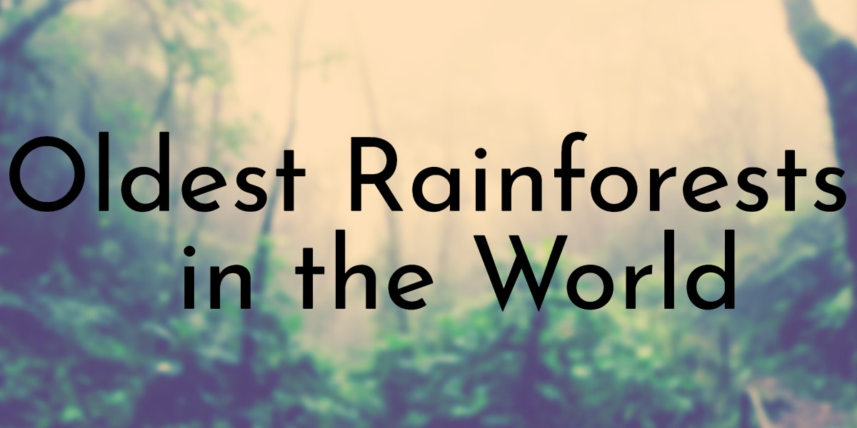 Oldest Rainforests in the World