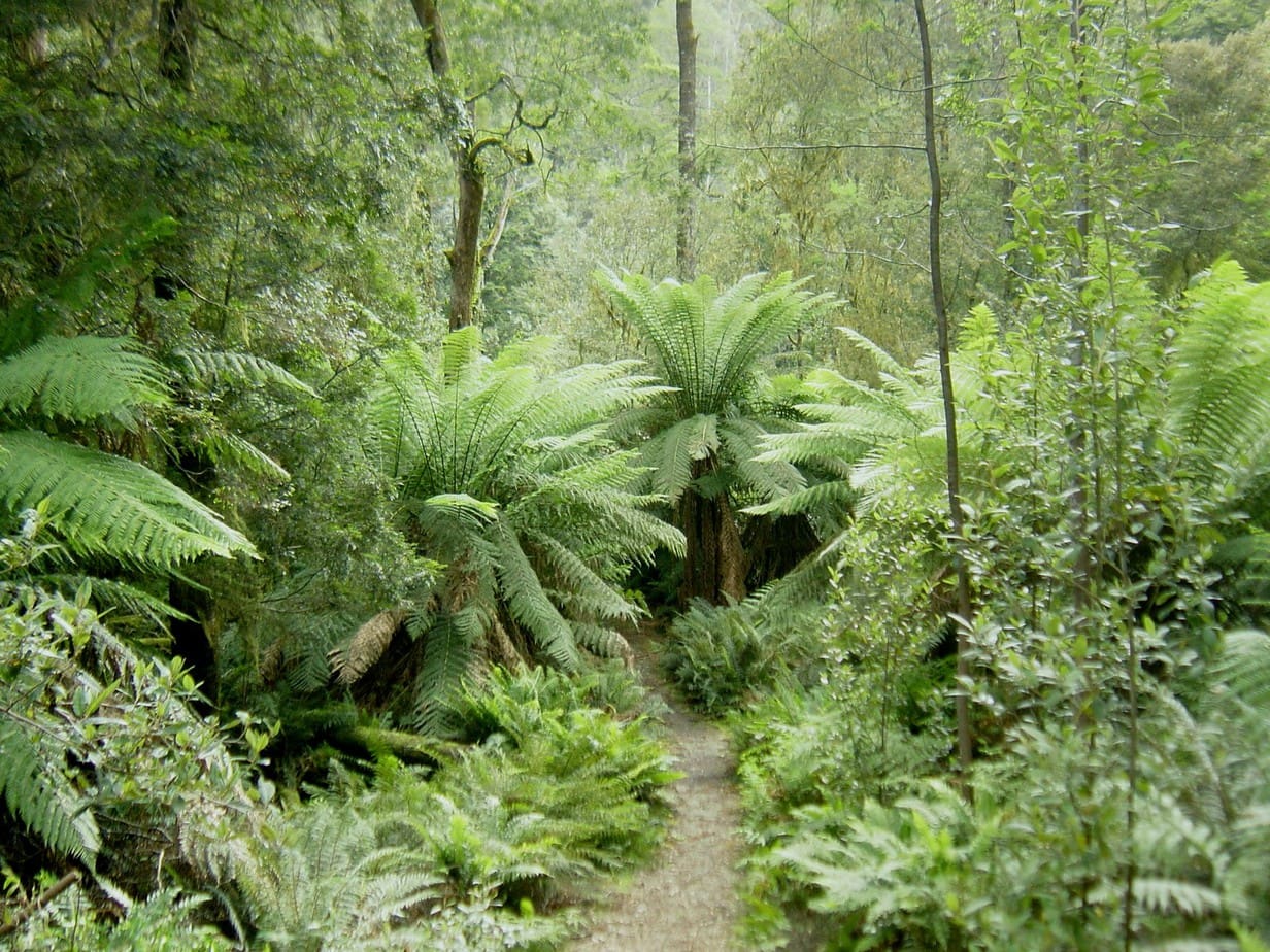 Tarkine Rainforest