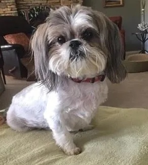 oldest living shih tzu