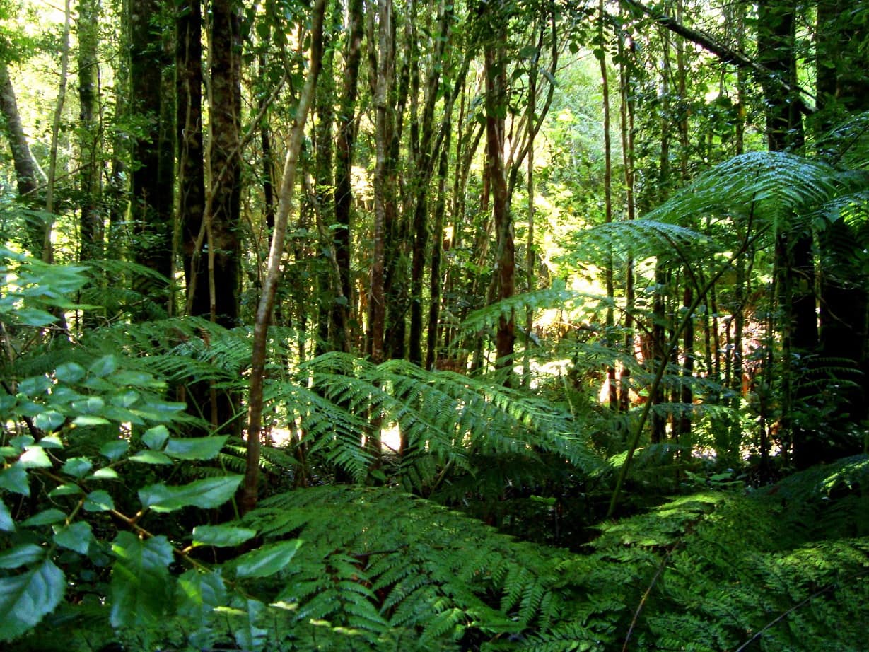 10 Oldest Rainforests in the World