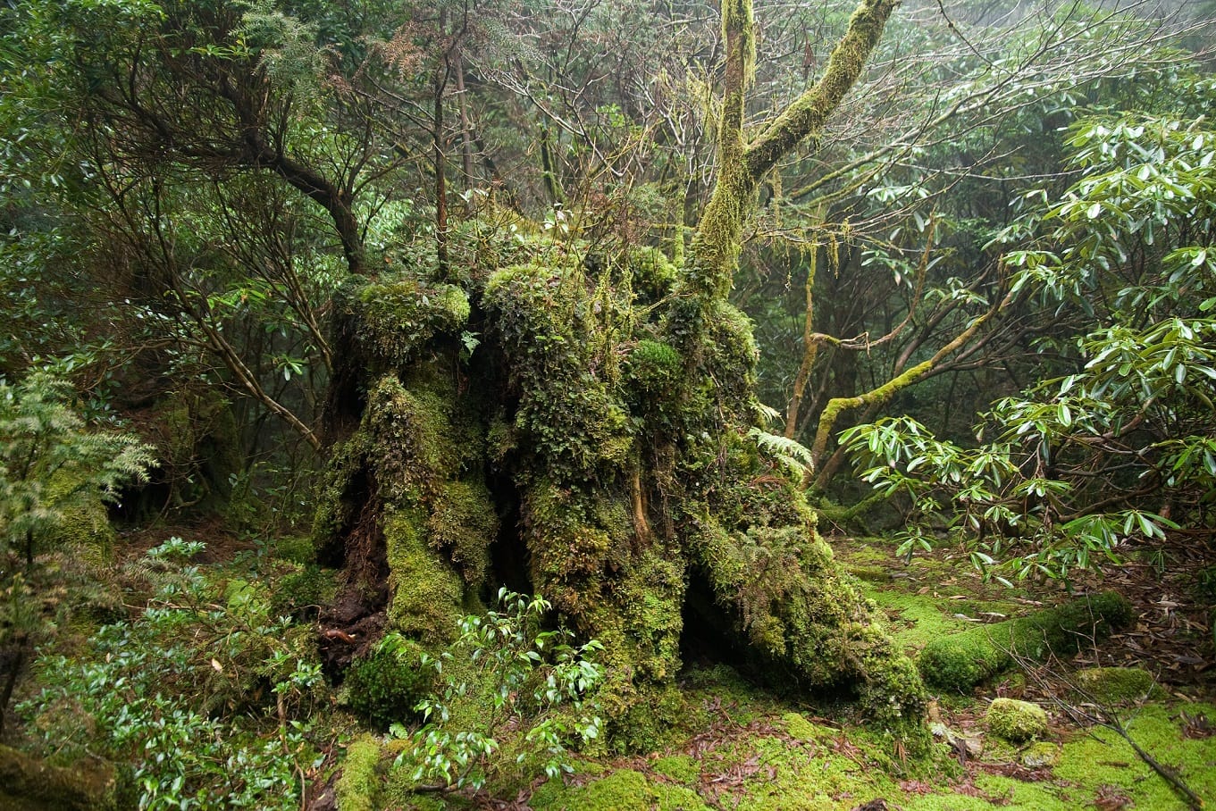 Yakushima Forest