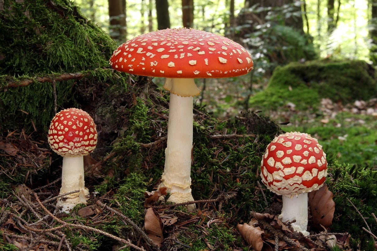 Amanita muscaria