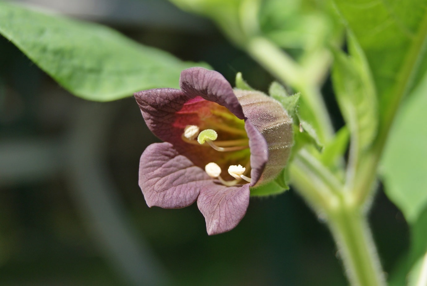 Atropa belladonna