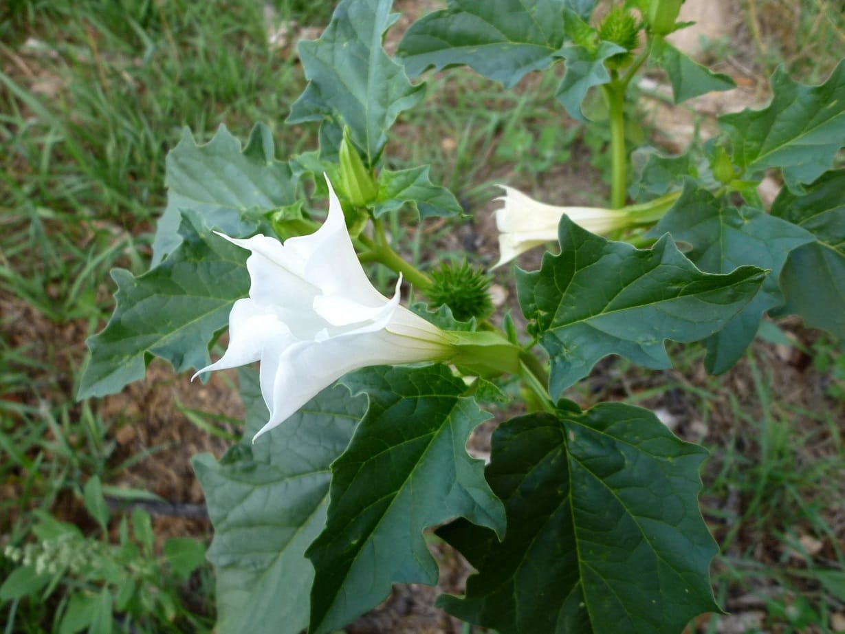 Datura