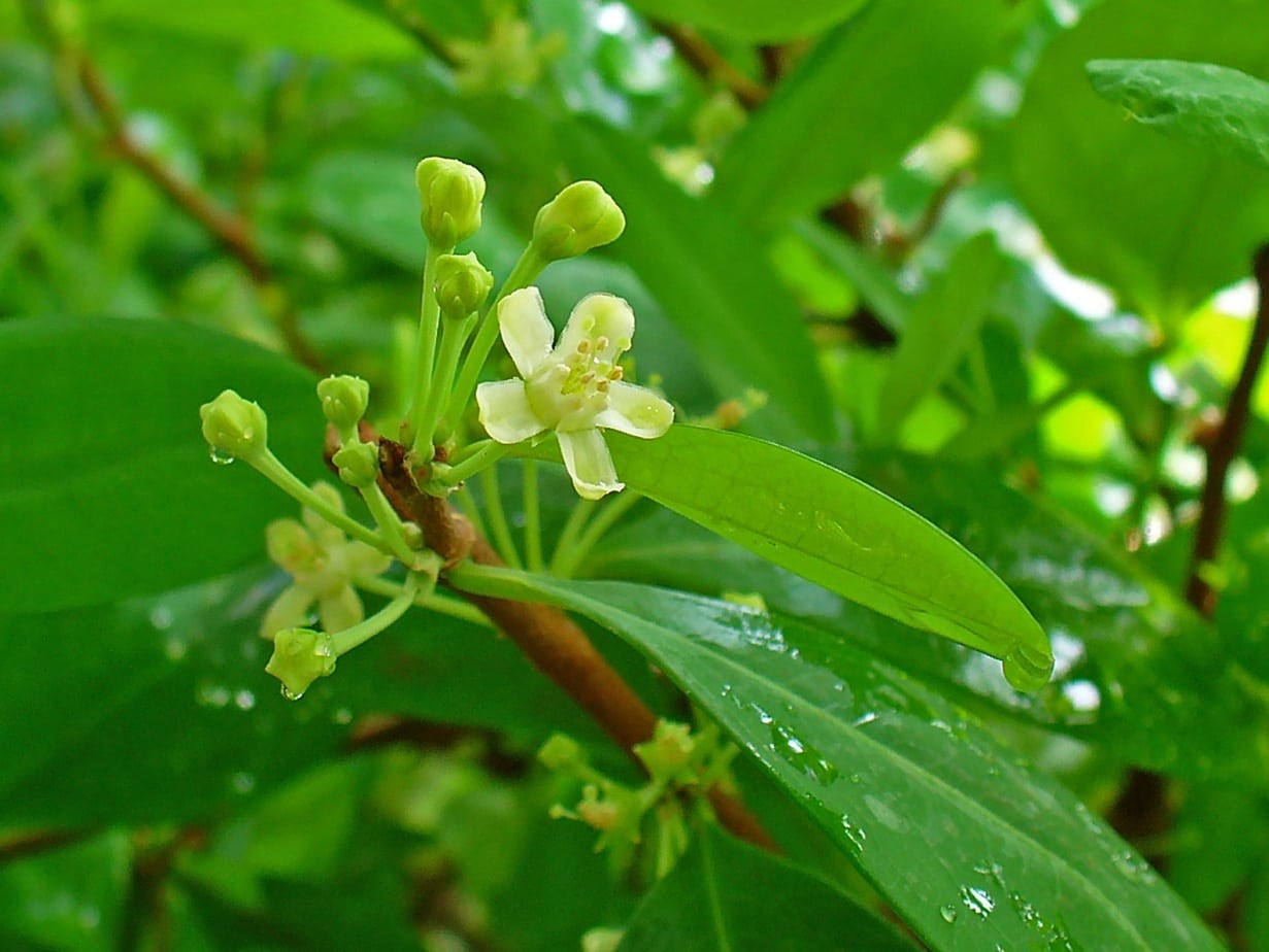 Erythroxylon coca