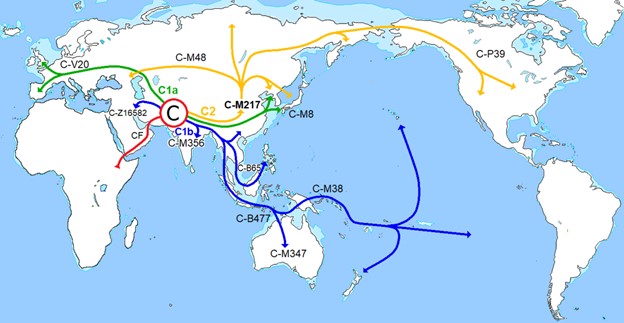 Haplogroup C