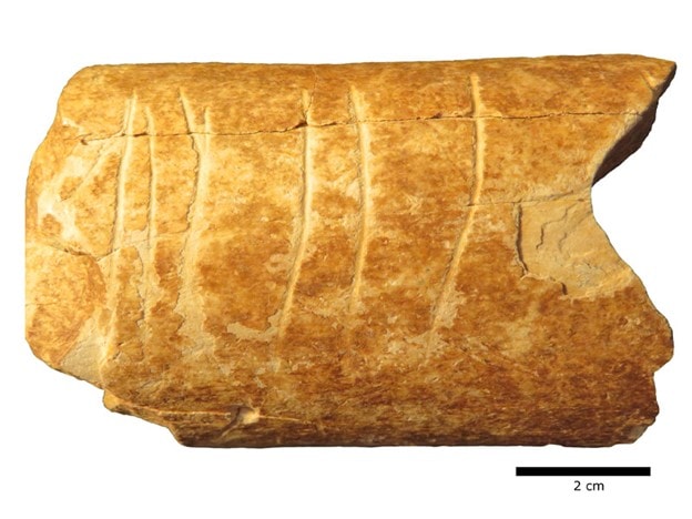 Ramle Bone Fragments