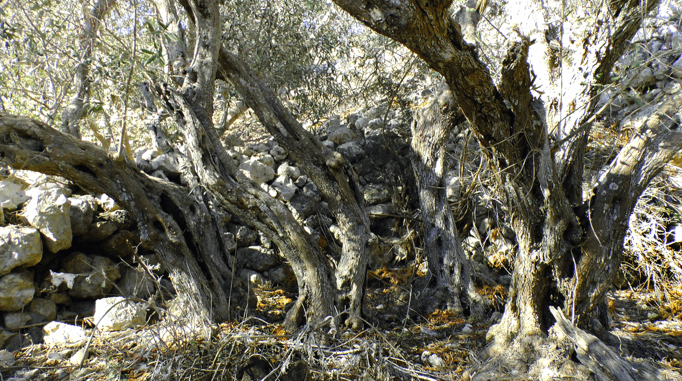 Bidni Olive Trees