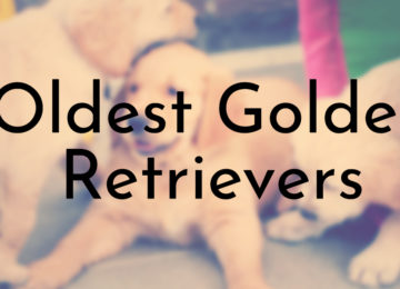 Oldest Golden Retrievers