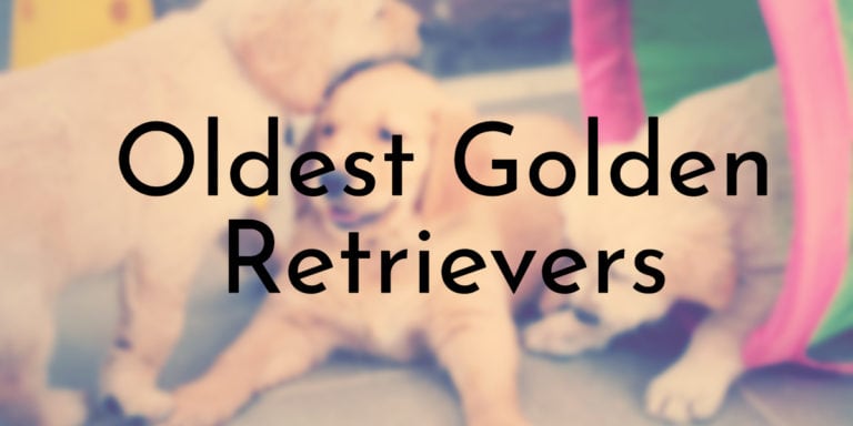 8 Of The Oldest Golden Retrievers Ever Oldest