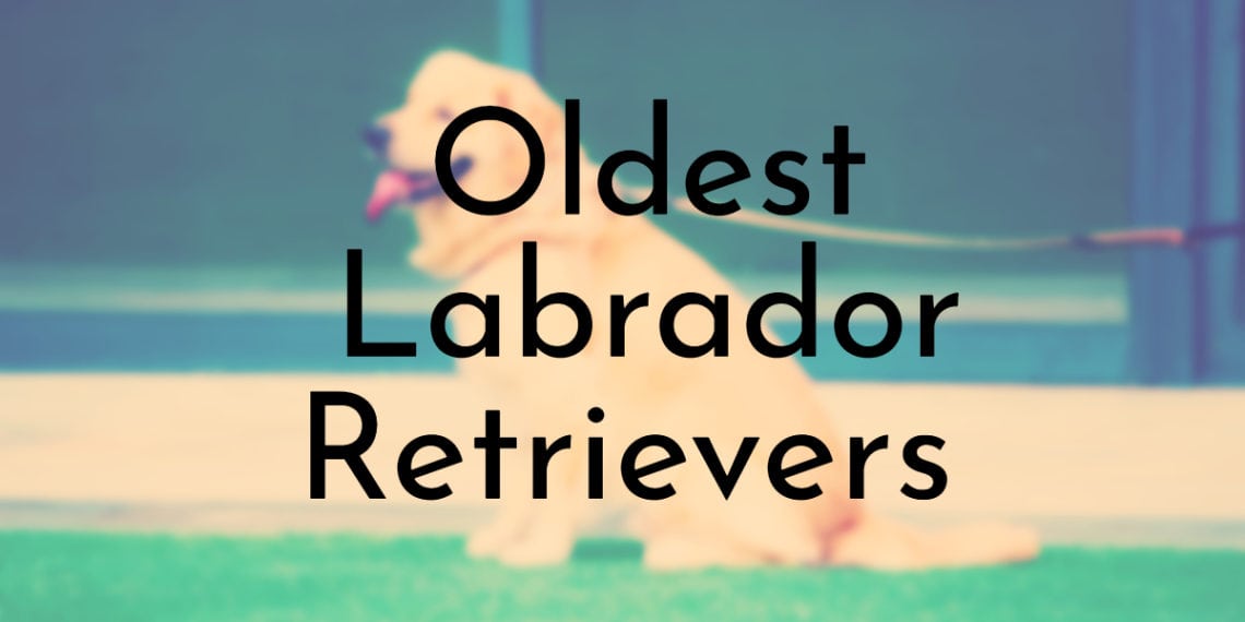 8 Oldest Labrador Retrievers To Ever Live