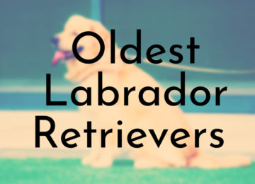 Oldest Labrador Retrievers