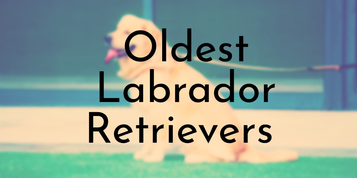 Oldest Labrador Retrievers