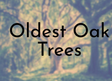 Oldest Oak Trees