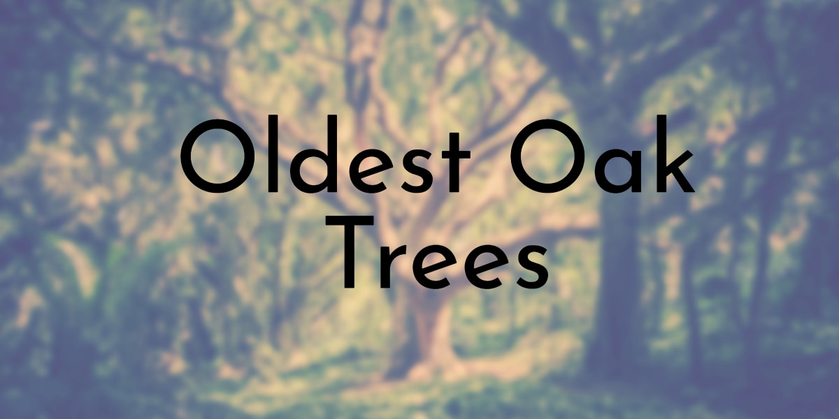Oldest Oak Trees