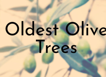 Oldest Olive Trees