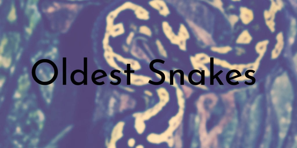 Oldest Snakes