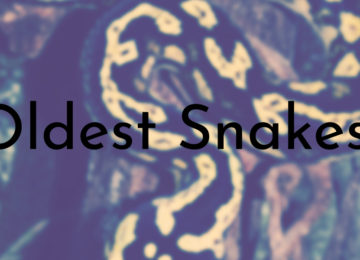 Oldest Snakes