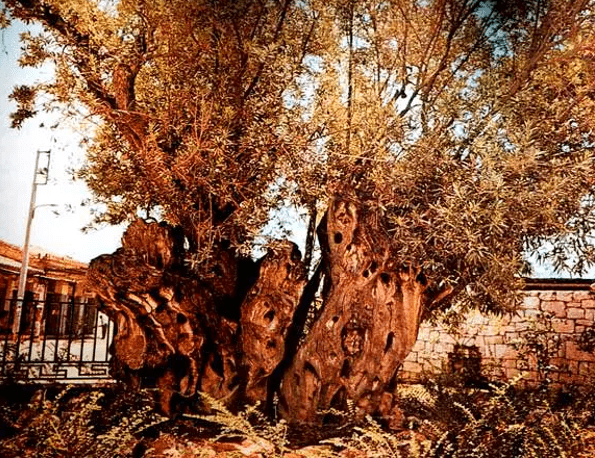 Plato's Sacred Olive Tree