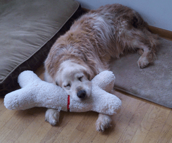 Oldest sales golden retriever