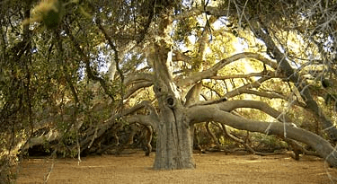 The Pechanga Great Oak Tree