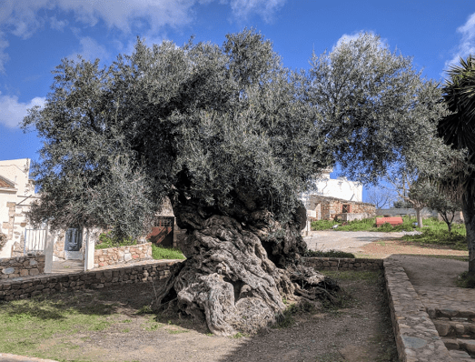 Olive Tree of Vouves