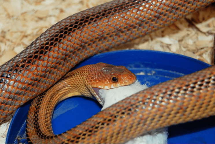 Butler’s Garter Snake