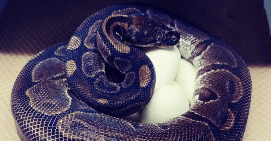 Female Ball Python