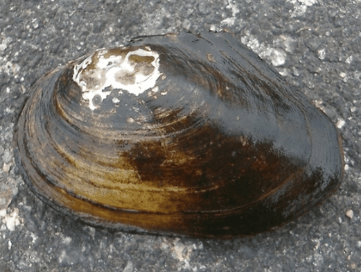 Duck mussel