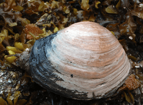 Fat gaper clams