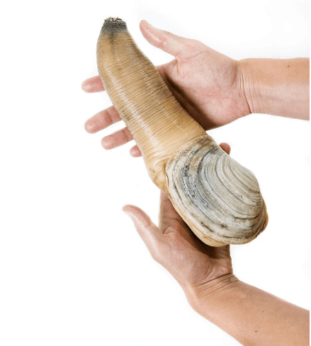 Geoduck