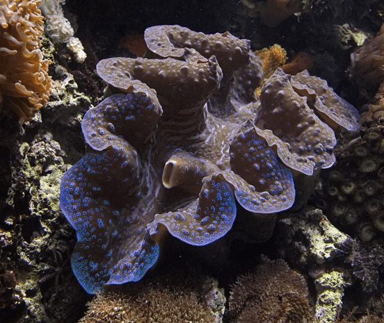 Giant clam