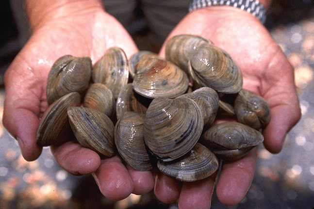 Quahog clam