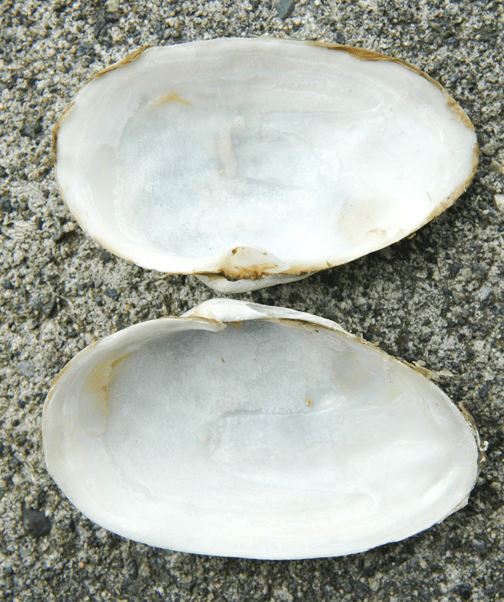 Soft-shell clam