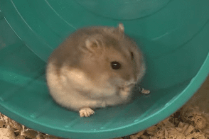 Happy the Hamster