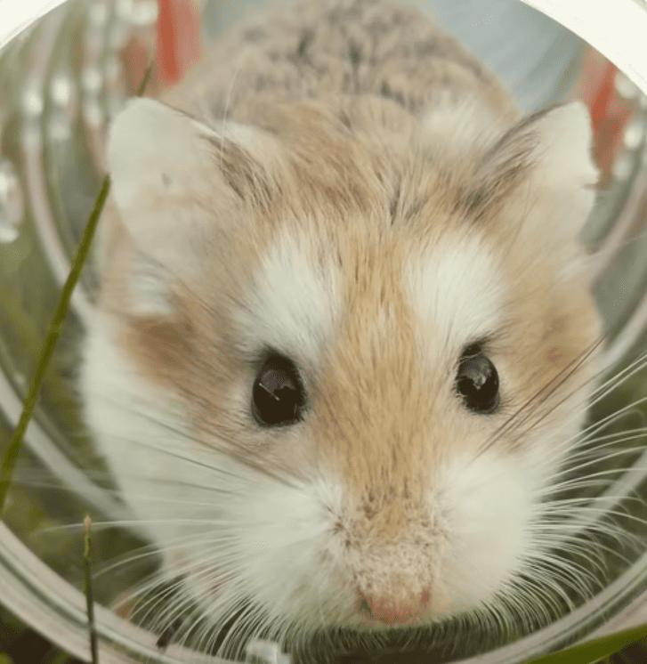 Syrian Hamster Lifespan: How Long Do They Live?