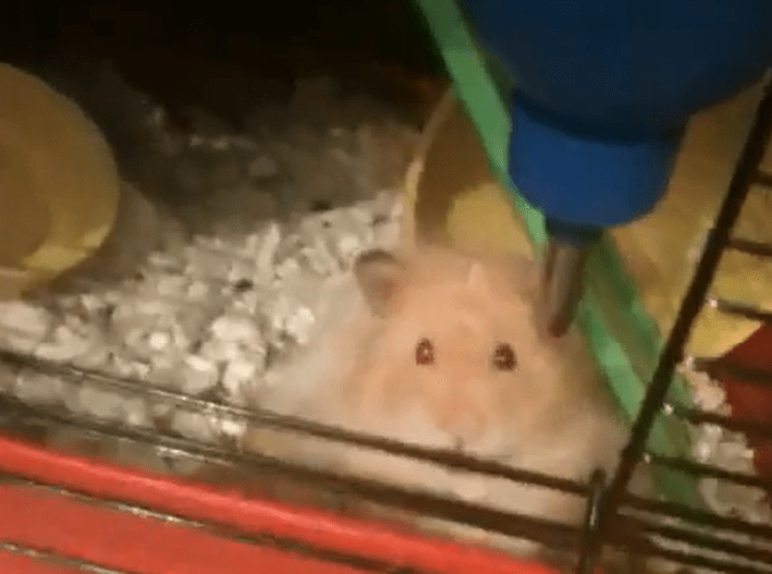 The Oldest Hamsters to Ever Live - A-Z Animals