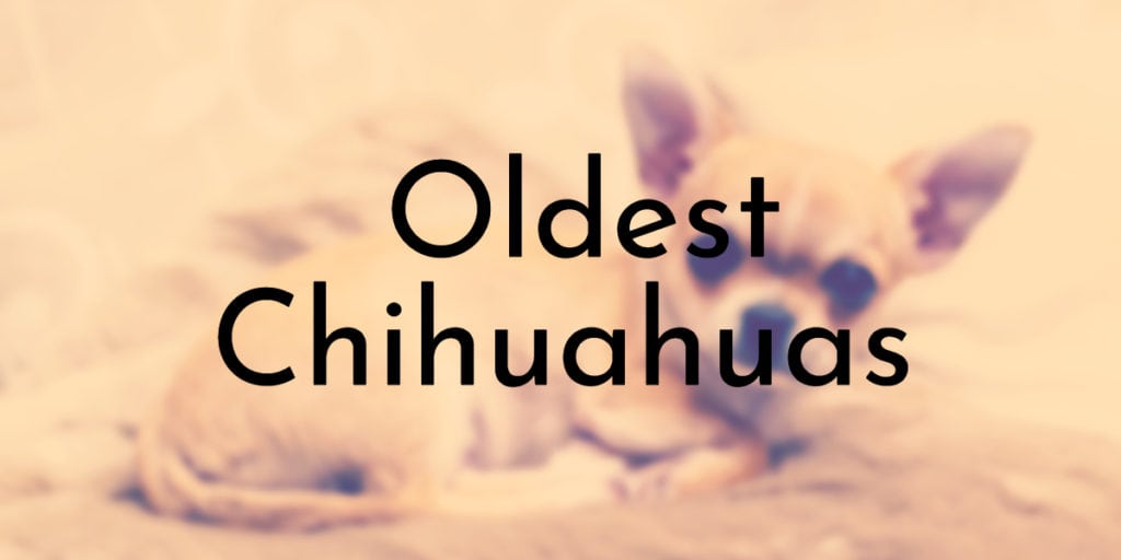 Oldest Chihuahuas