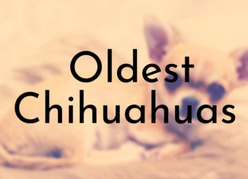 Oldest Chihuahuas