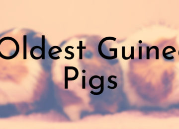 Oldest Guinea Pigs