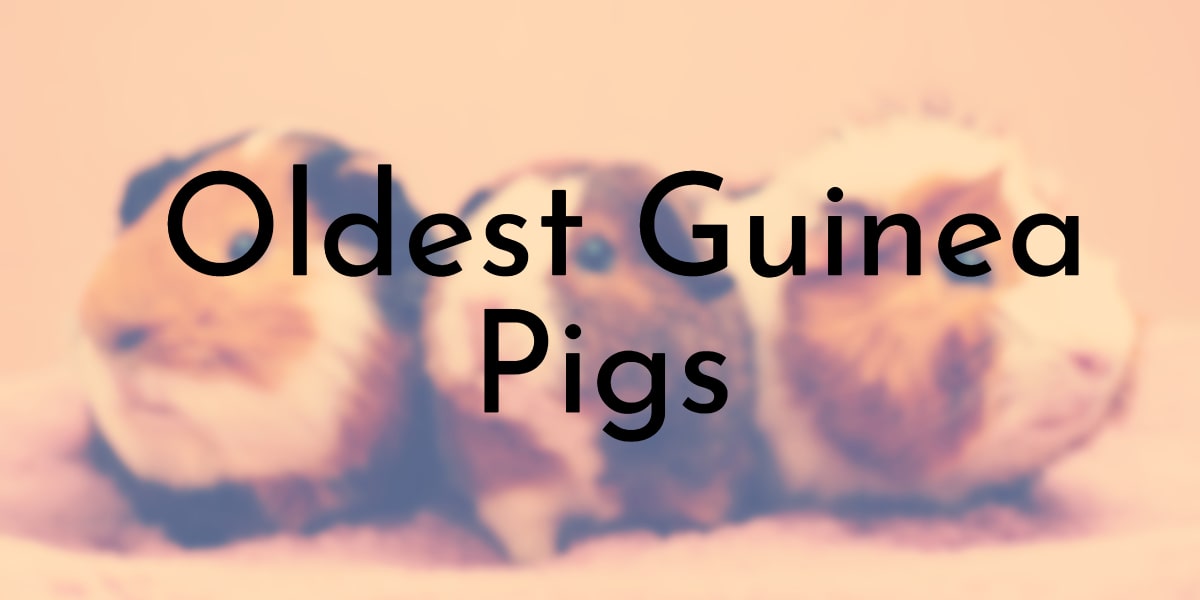 Oldest Guinea Pigs